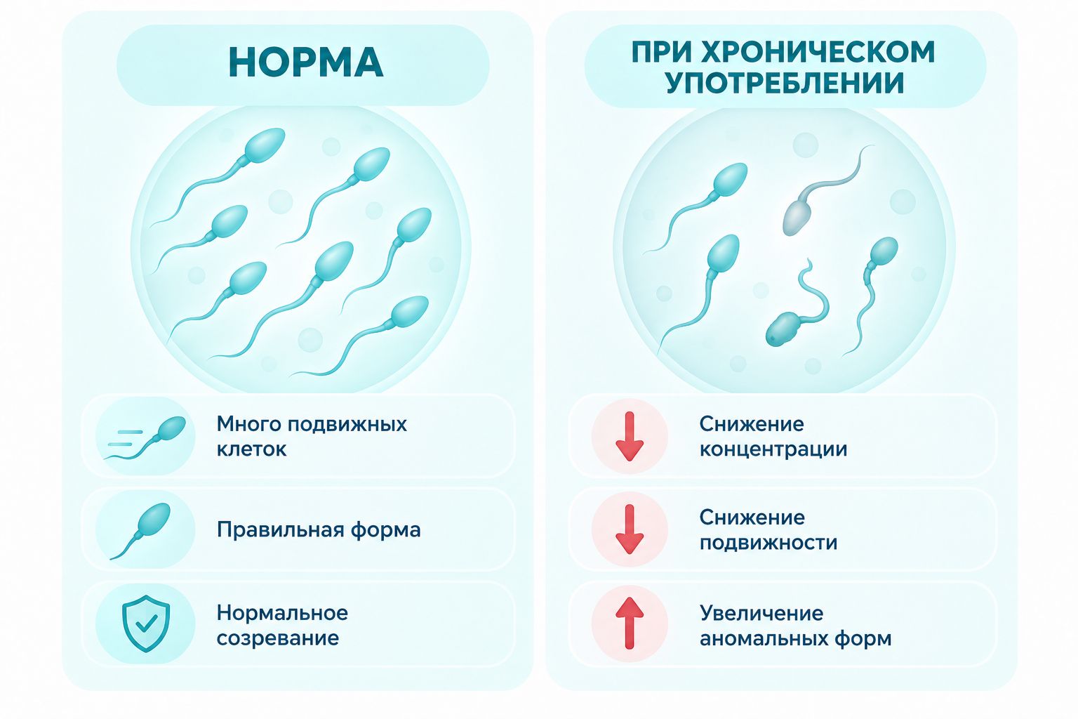 Инфографика о влиянии алкоголя на сперматозоидов