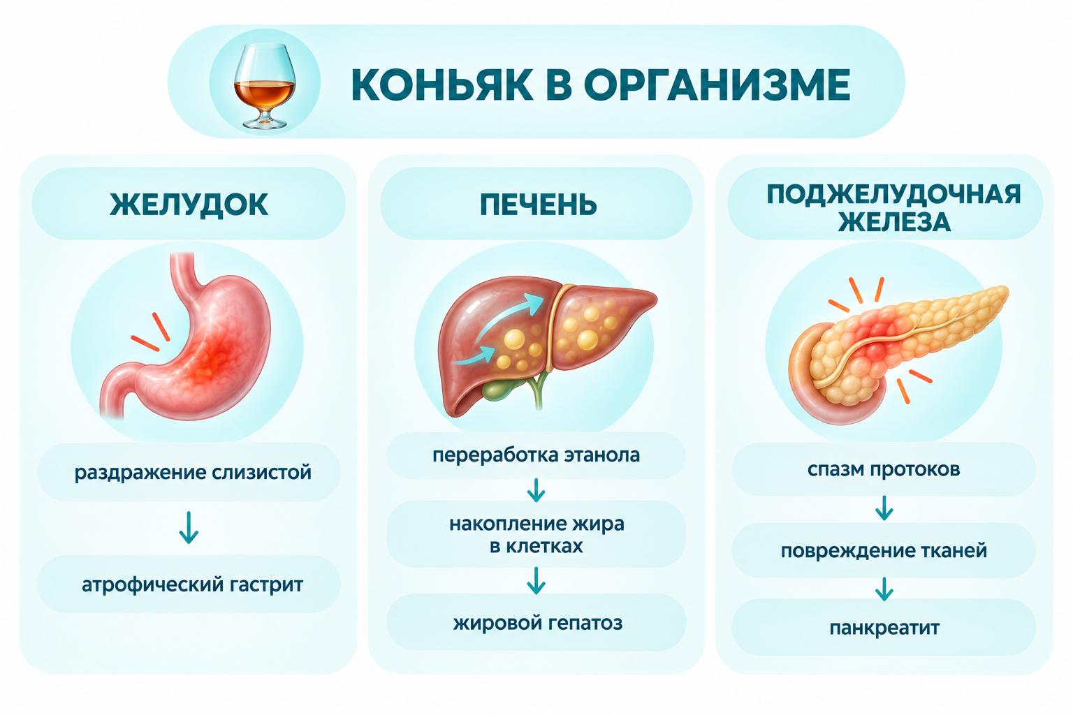 Инфографика последствия употребления коньяка для пищеварительного тракта