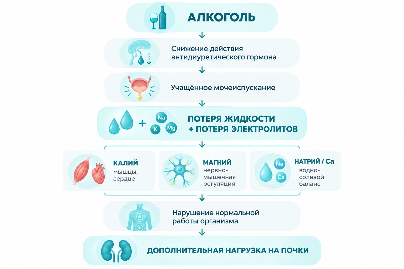 Инфографика с влиянием алкоголя на почки